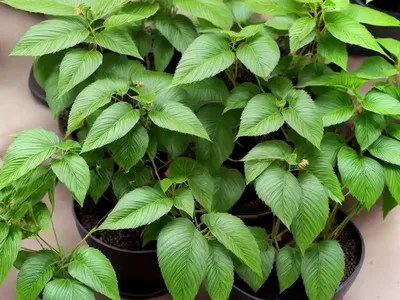 Jiaogulan (Gynostemma Pentaphyllum)