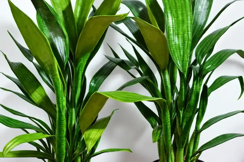 Jiboia snake plants (sansevieria ‘jiboia’) — photo 2