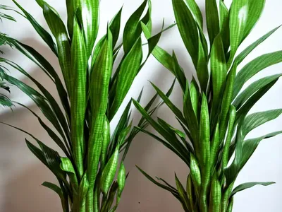 Jiboia Snake Plants (Sansevieria ‘jiboia’)