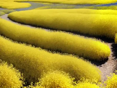 Jim Hill Mustard (Sisymbrium Altissimum)