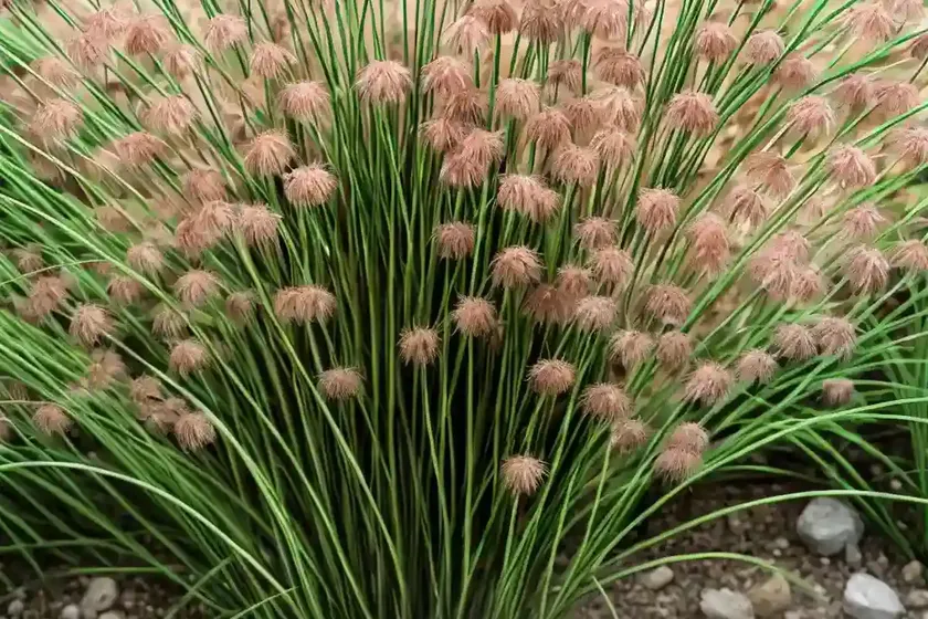 Jointleaf rush (juncus articulatus) — photo 3