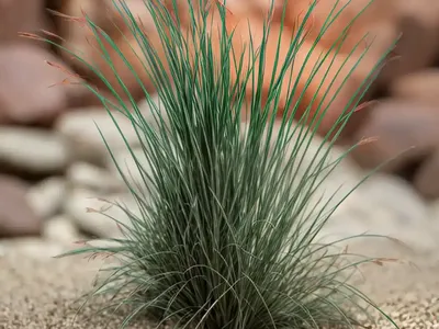 Jointleaf Rush (Juncus Articulatus)