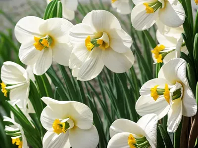 Jonquil (Narcissus)