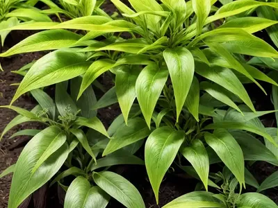 Joseph’s Coat (Alternanthera Dentata)