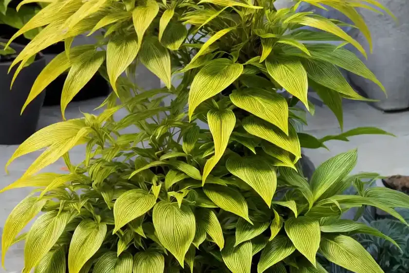 Joseph’s coat (alternanthera ficoidea) — photo 2