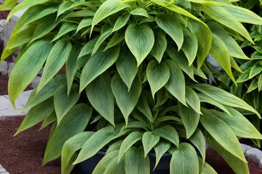 Joseph’s coat (alternanthera ficoidea) — photo 2