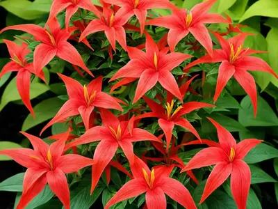 Joseph’s Coat (Alternanthera Ficoidea)