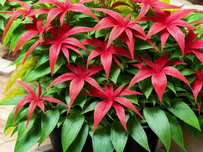 Joseph’s Coat (Alternanthera Ficoidea)