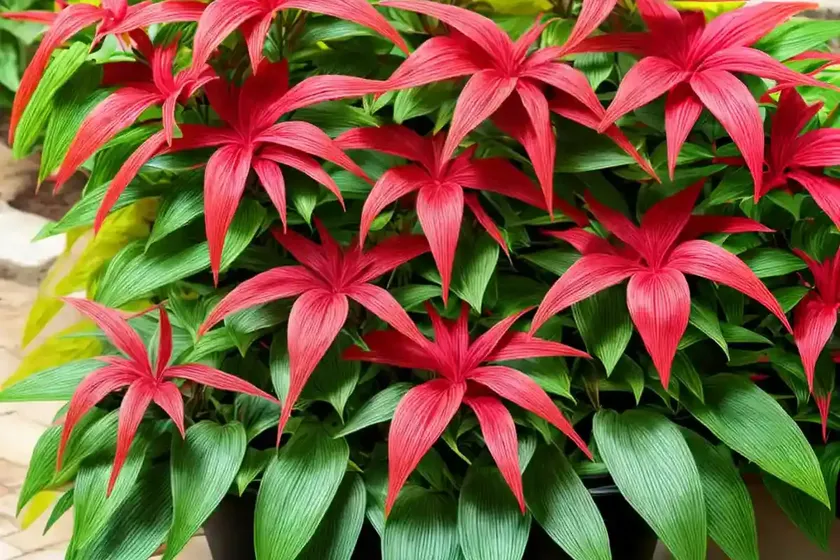 Joseph’s coat (alternanthera ficoidea)