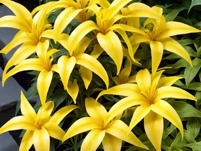 Joseph’s Coat (Alternanthera Ficoidea (yellow Form)