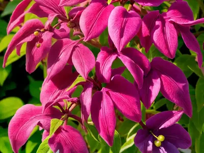 Joseph’s Coat (Alternanthera PLUM DANDY)