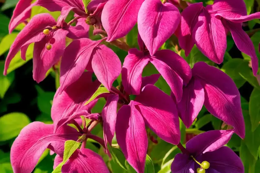 Joseph’s coat (alternanthera plum dandy)