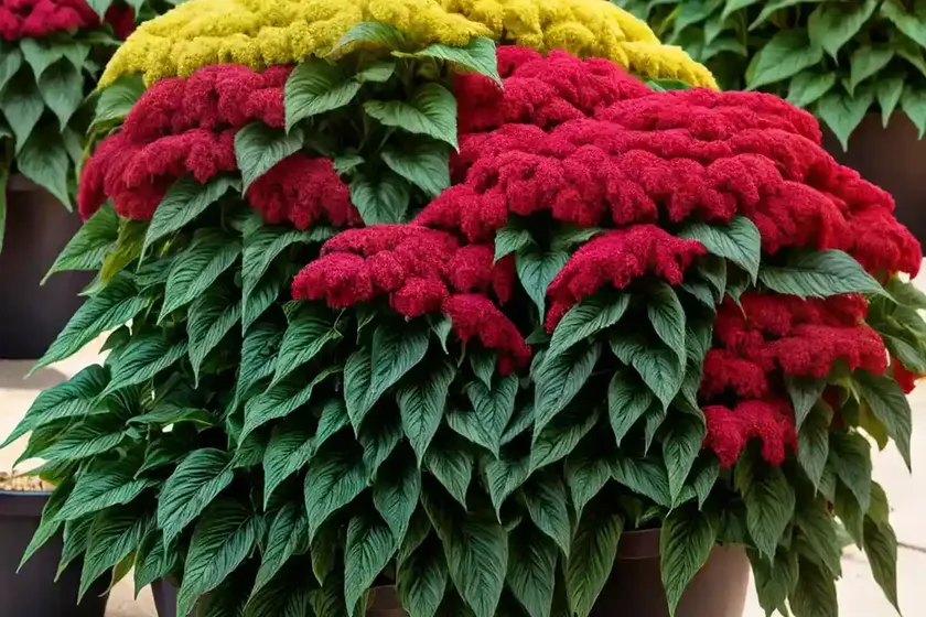 Joseph’s coat (amaranthus tricolor) — photo 2