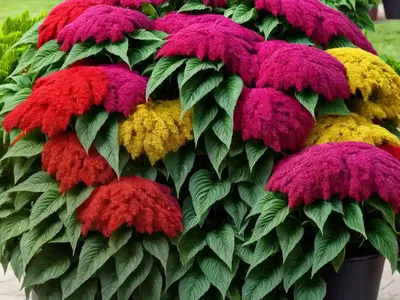 Joseph’s Coat (Amaranthus Tricolor)