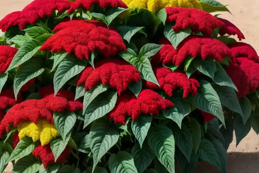 Joseph’s coat (amaranthus tricolor (vegetable group) — photo 3