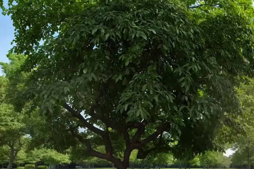 Juglans nigra (black walnut) — photo 2