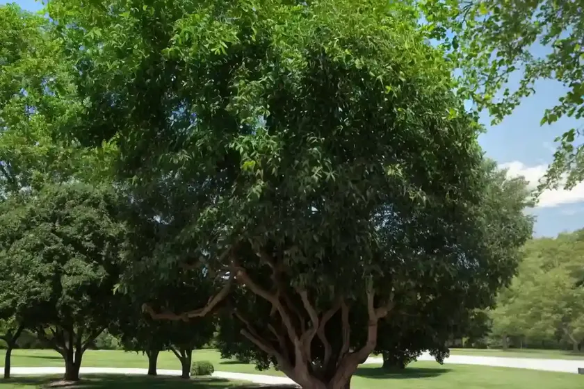 Juglans nigra (black walnut) — photo 3