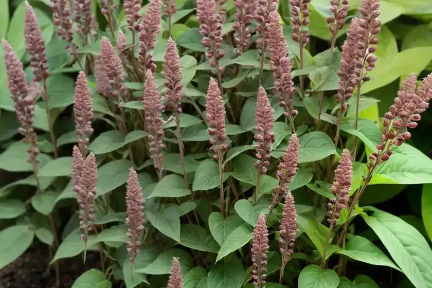 Jumpseed (persicaria virginiana) — photo 3