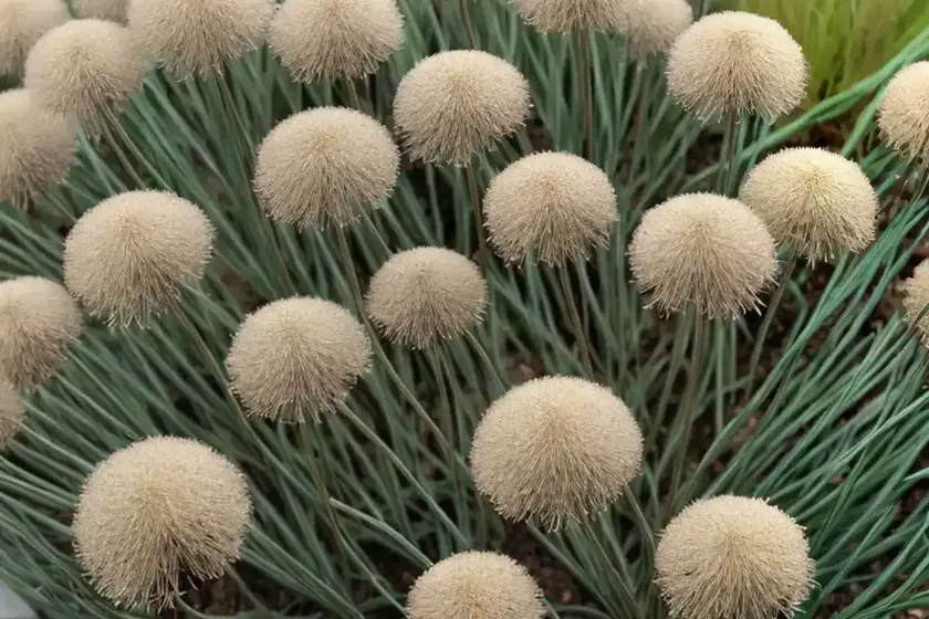 Juncus big twister (juncus effusus ‘big twister’) — photo 2