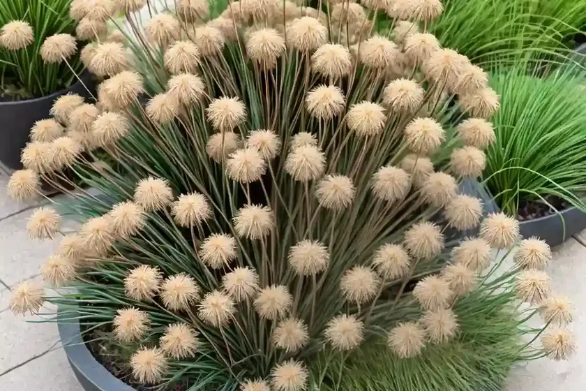Juncus big twister (juncus effusus ‘big twister’) — photo 3