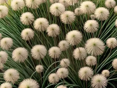 Juncus Big Twister (Juncus Effusus ‘Big Twister’)