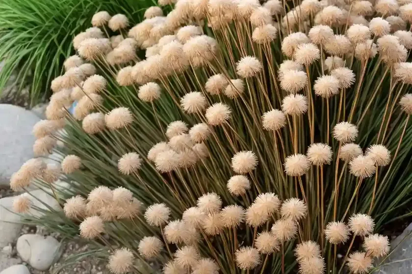 Juncus effusus (common rush) — photo 2