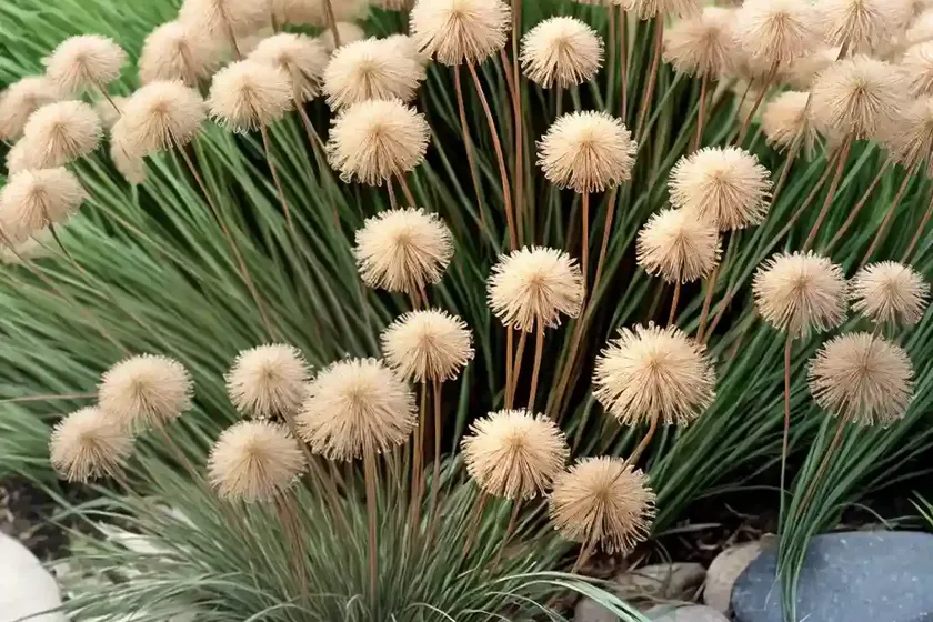 Juncus effusus (common rush) — photo 3