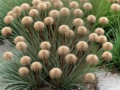 Juncus Effusus (Common Rush)