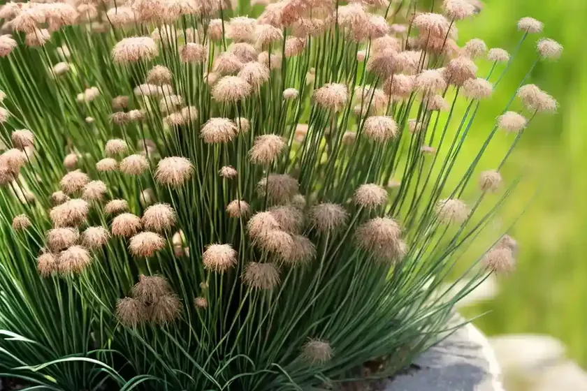 Juncus foliosus (juncus foliosus) — photo 2