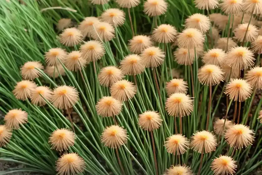 Juncus foliosus (juncus foliosus) — photo 3