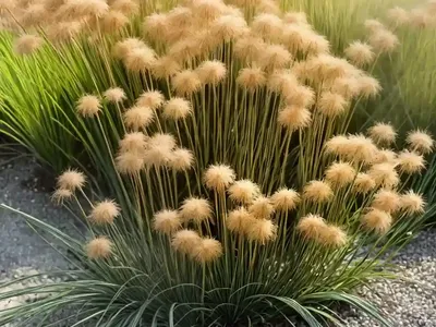 Juncus Foliosus (Juncus Foliosus)