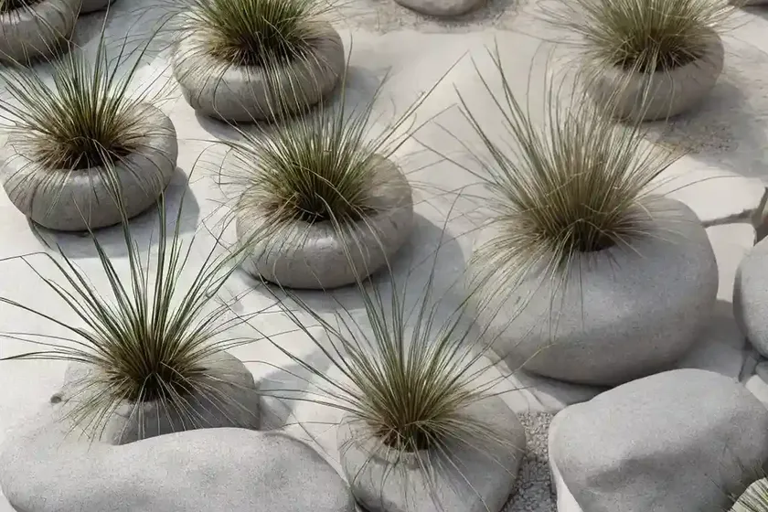 Juncus patens (california gray rush) — photo 3