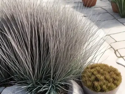 Juncus Patens (California Gray Rush)