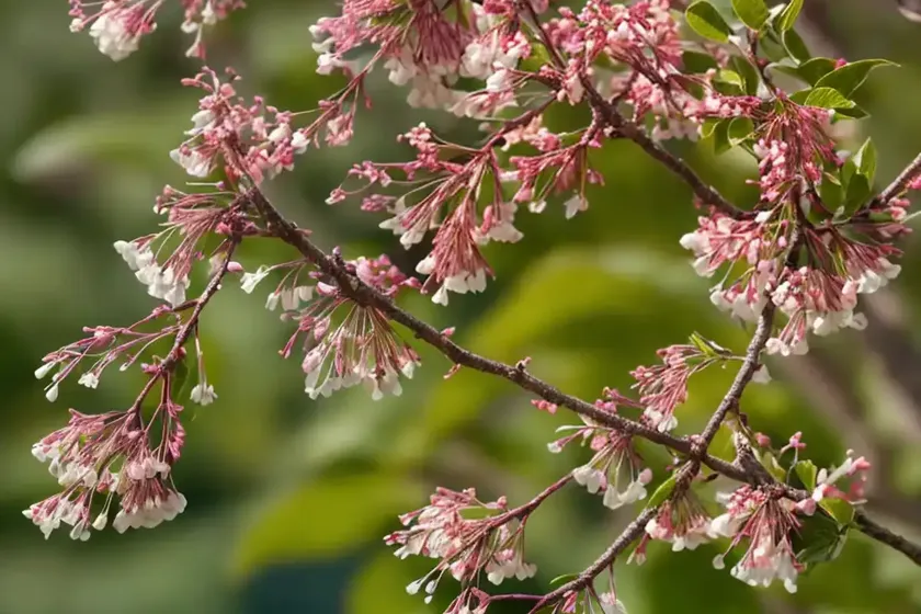Juneberry (amelanchier lamarckii) — photo 2