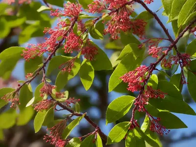 Juneberry (Amelanchier Lamarckii)