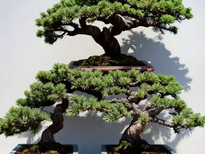 Juniper Bonsai (Juniperus)
