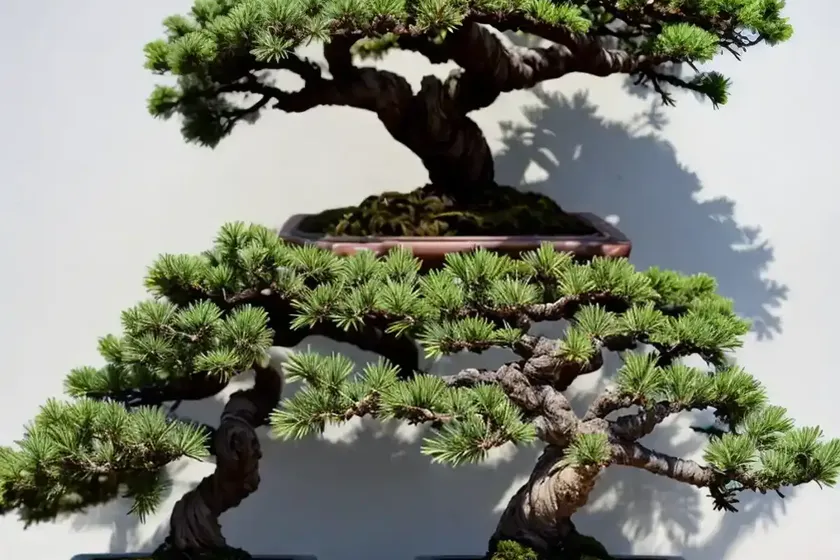 Juniper bonsai (juniperus)