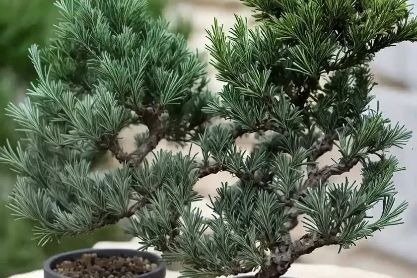 Juniper (juniperus x pfitzeriana ‘kallay’s compact’) — photo 2