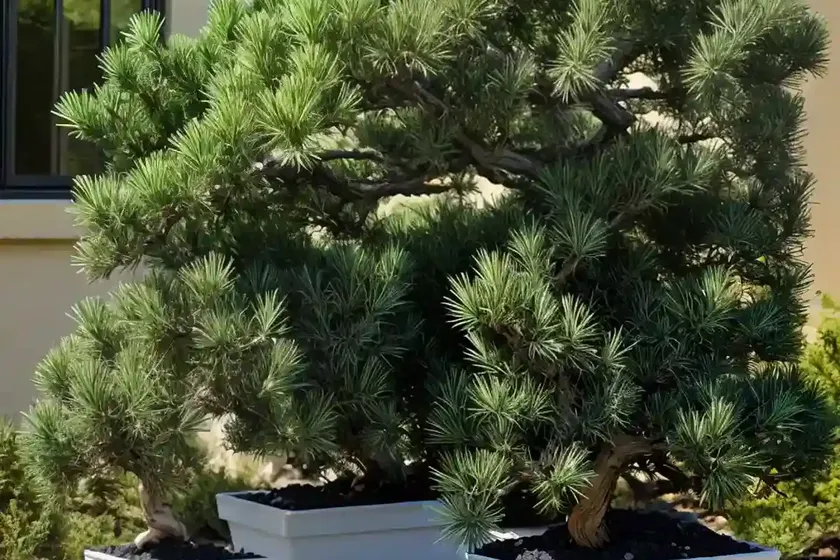 Juniper (juniperus x pfitzeriana ‘kallay’s compact’) — photo 3