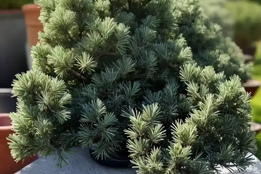 Juniper (juniperus x pfitzeriana ‘kallay’s compact’)