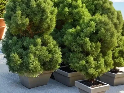 Juniperus Chinensis (Juniperus Chinensis)