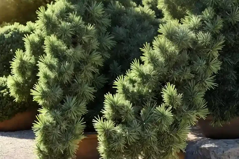 Juniperus communis ‘hibernica’ (irish juniper) — photo 3