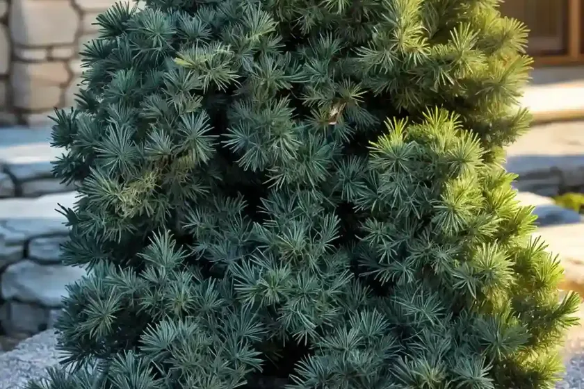 Juniperus communis ‘hibernica’ (irish juniper)