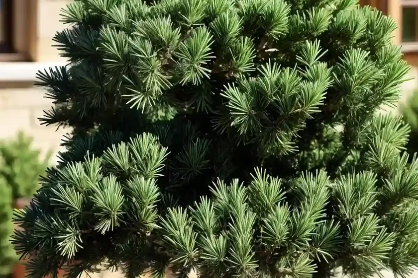 Juniperus communis ‘repanda’ (common juniper) — photo 2