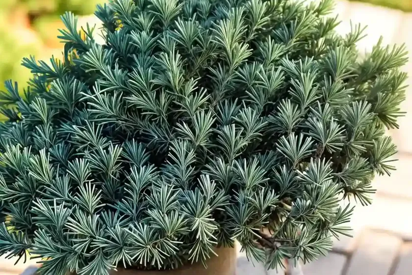Juniperus communis ‘repanda’ (common juniper) — photo 3
