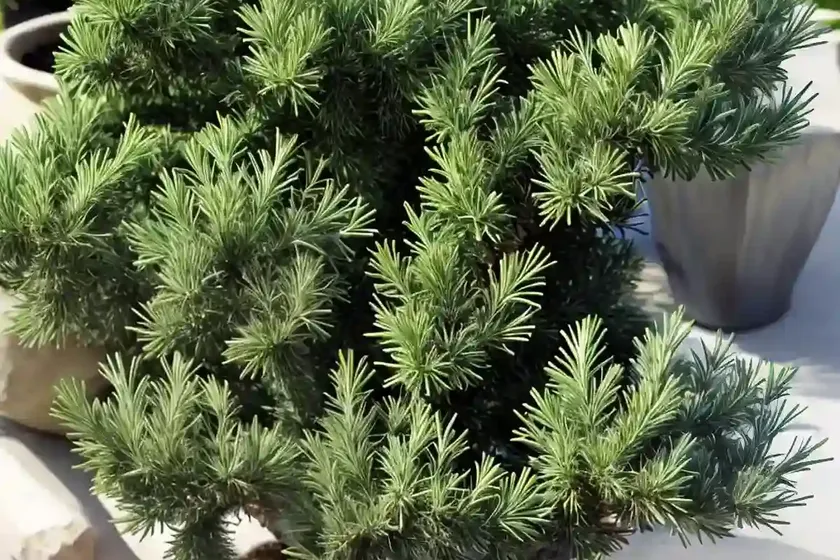 Juniperus communis ‘repanda’ (common juniper)