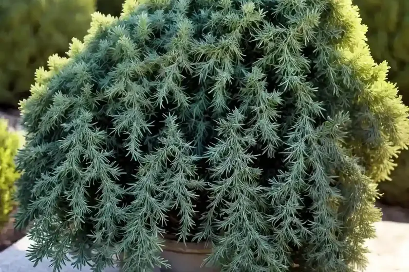 Juniperus horizontalis (creeping juniper) — photo 2