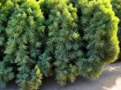 Juniperus Horizontalis (Creeping Juniper)