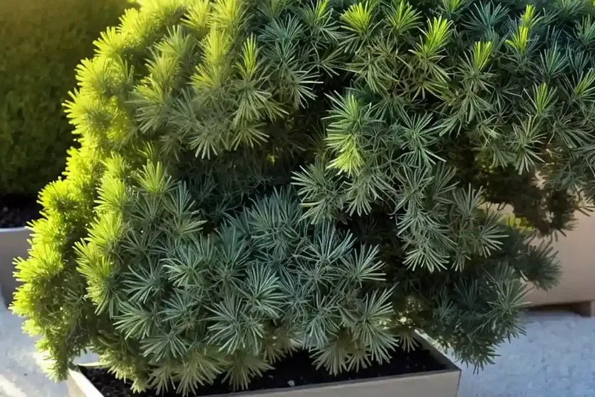 Juniperus horizontalis ‘limeglow’ (creeping juniper) — photo 3