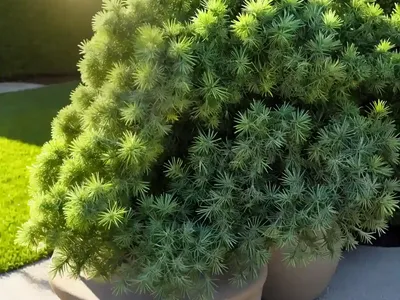 Juniperus Horizontalis ‘Limeglow’ (Creeping Juniper)